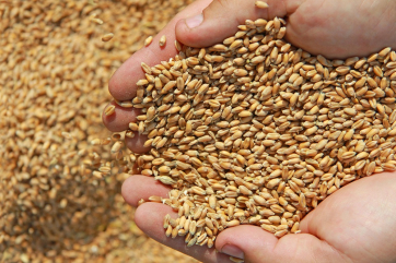 «СовЭкон» ожидает стабилизации российского рынка пшеницы в ближайшее время